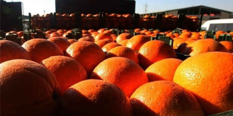 ۵۰ درصد میوه شب عید در سامانههای هوشمند توزیع میشود