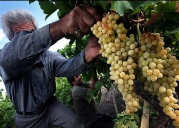 برداشت ۲۱ هزار تن انگور از مزارع استان قم