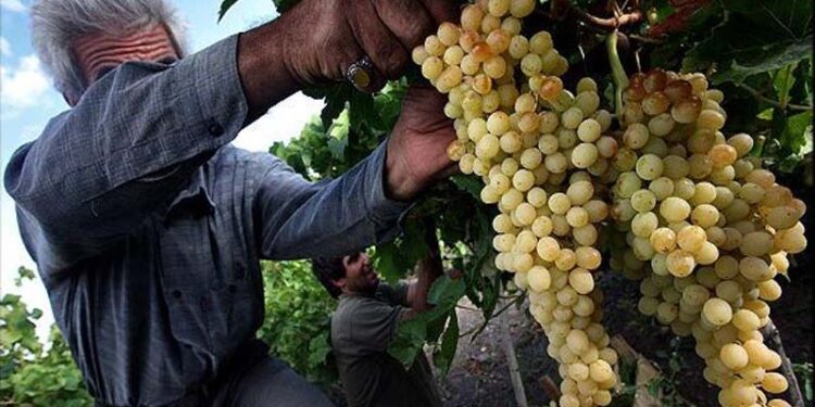 برداشت ۲۱ هزار تن انگور از مزارع استان قم