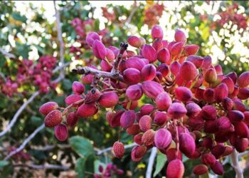 هزار هکتار از اراضی قم زیر کشت پسته رفت