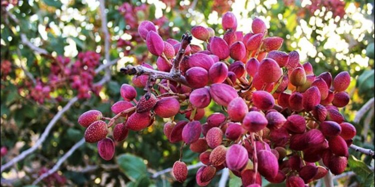 هزار هکتار از اراضی قم زیر کشت پسته رفت