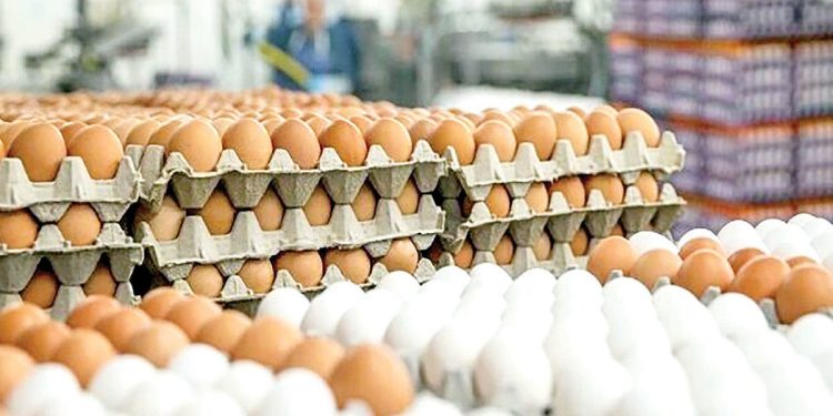 تکذیب ممنوعیت صادرات تخم‌مرغ به عراق 