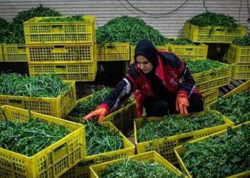 اقتصاد خانگی؛ فرصت خاموش در دل بحران معیشت